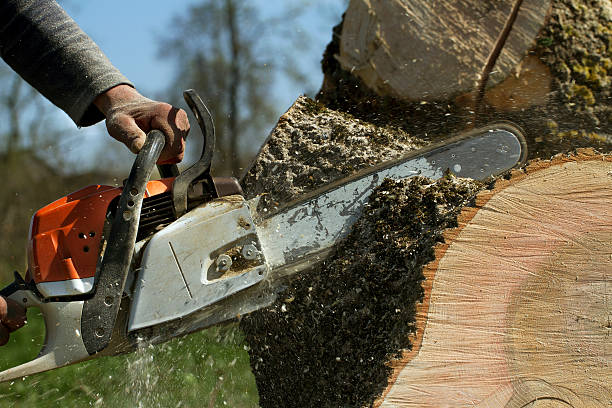 The Steps Involved in Our Tree Care Process in Manila, AR